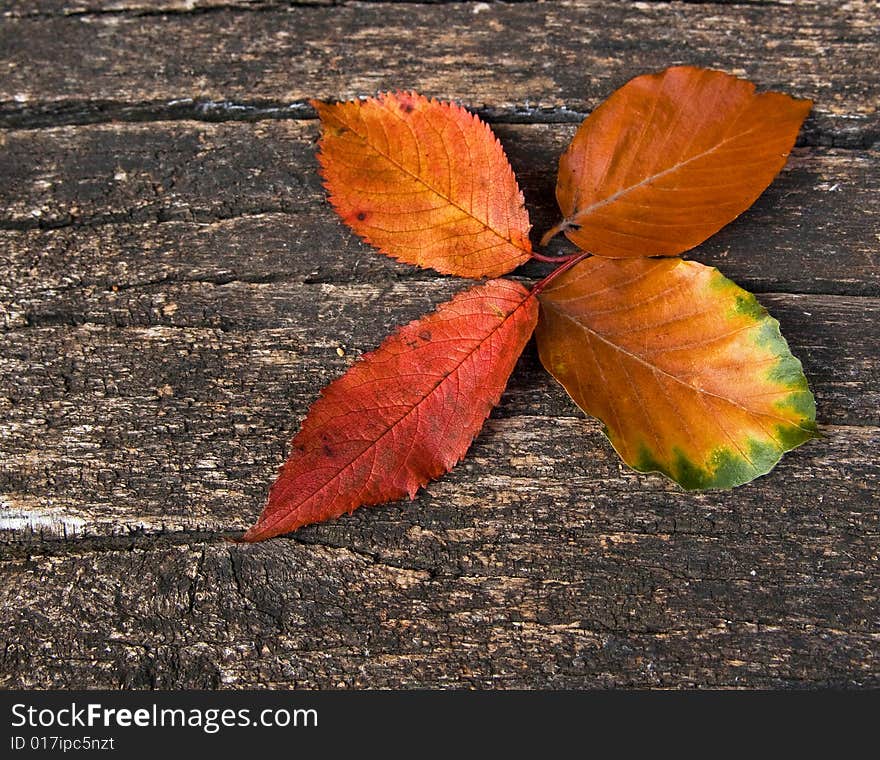 Leaves from the forest in autumn. Leaves from the forest in autumn.