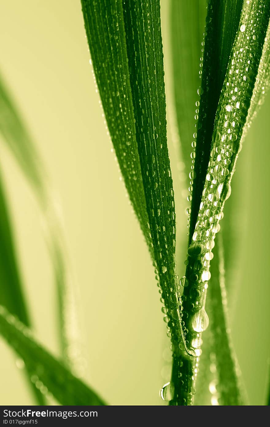 Fresh wet grass over yellow background. Fresh wet grass over yellow background