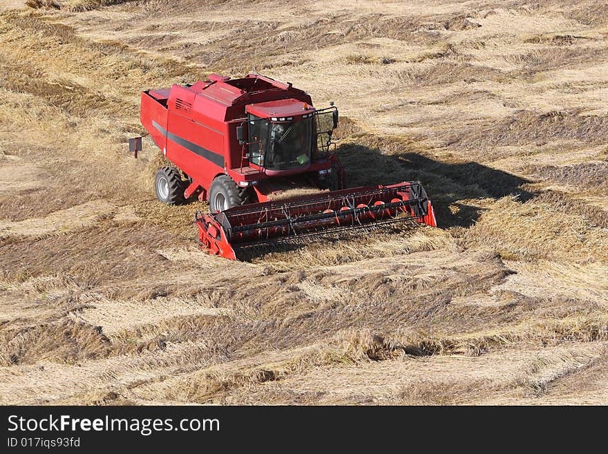 Harvesting the corn field