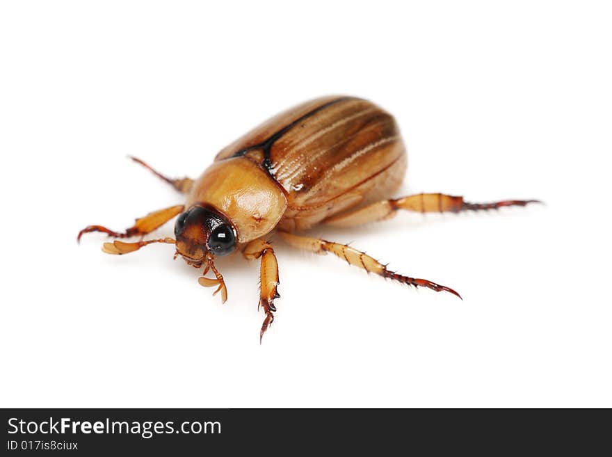 Brown Beetle (Blitopertha Polyanor)