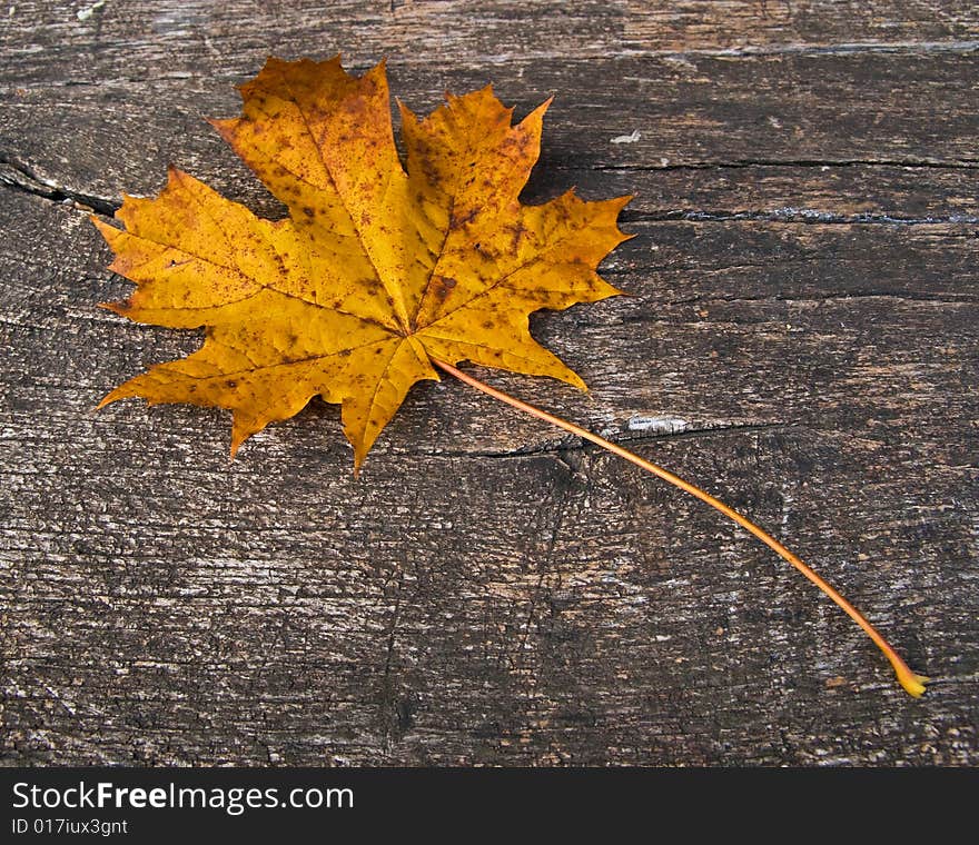 Leaves from the forest in autumn. Leaves from the forest in autumn.