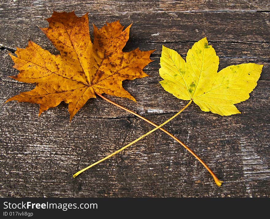 Leaves from the forest in autumn. Leaves from the forest in autumn.