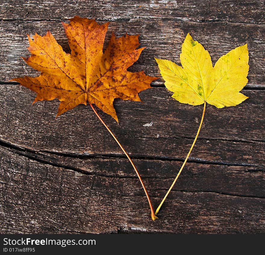 Leaves from the forest in autumn. Leaves from the forest in autumn.