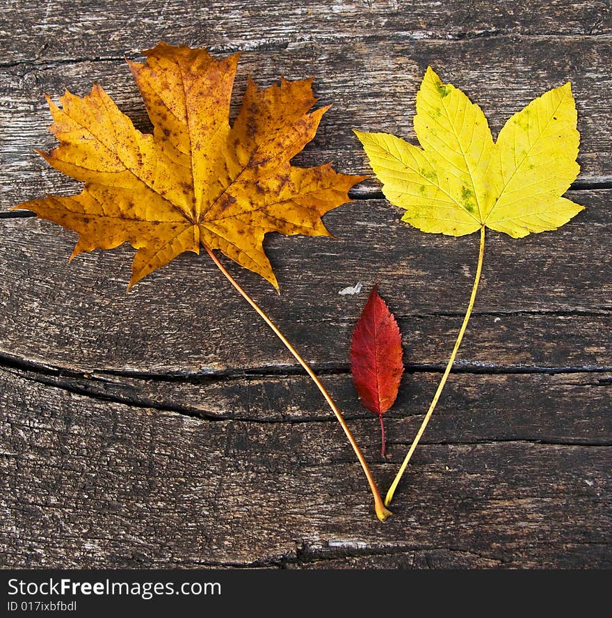 Leaves from the forest in autumn. Leaves from the forest in autumn.