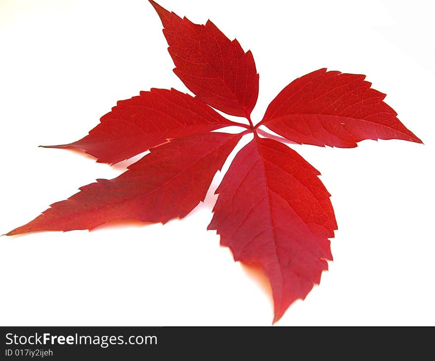 A beautiful big red autumn leaf isolated on white background. A beautiful big red autumn leaf isolated on white background