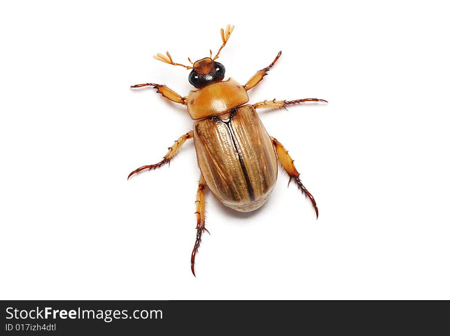 Brown Beetle (Blitopertha Polyanor)