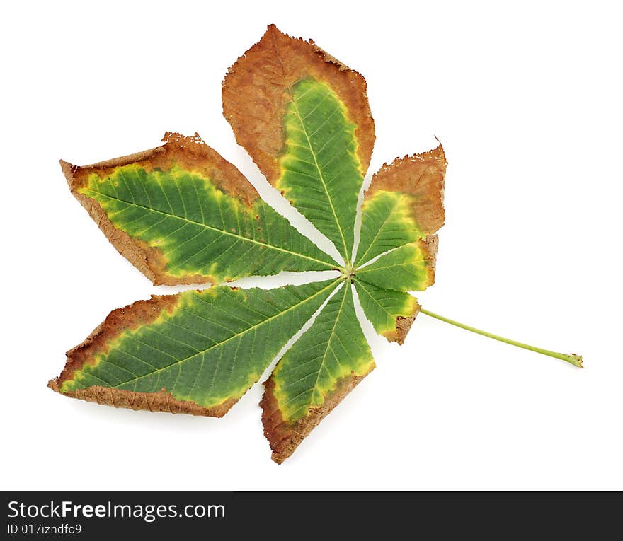 Half dry autumn leaf on a white background. Half dry autumn leaf on a white background