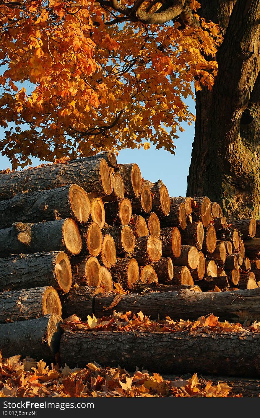 Pile of logs covered in fallen autumn leaves and early morning sunlight. Pile of logs covered in fallen autumn leaves and early morning sunlight