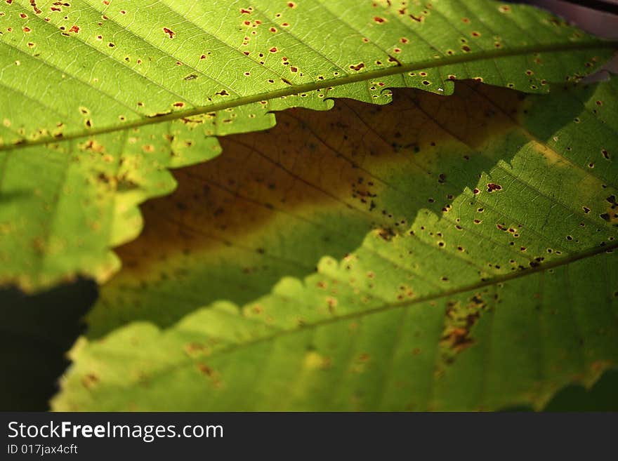 Shadow between two chestnut leaves makes a leaf shape. Shadow between two chestnut leaves makes a leaf shape