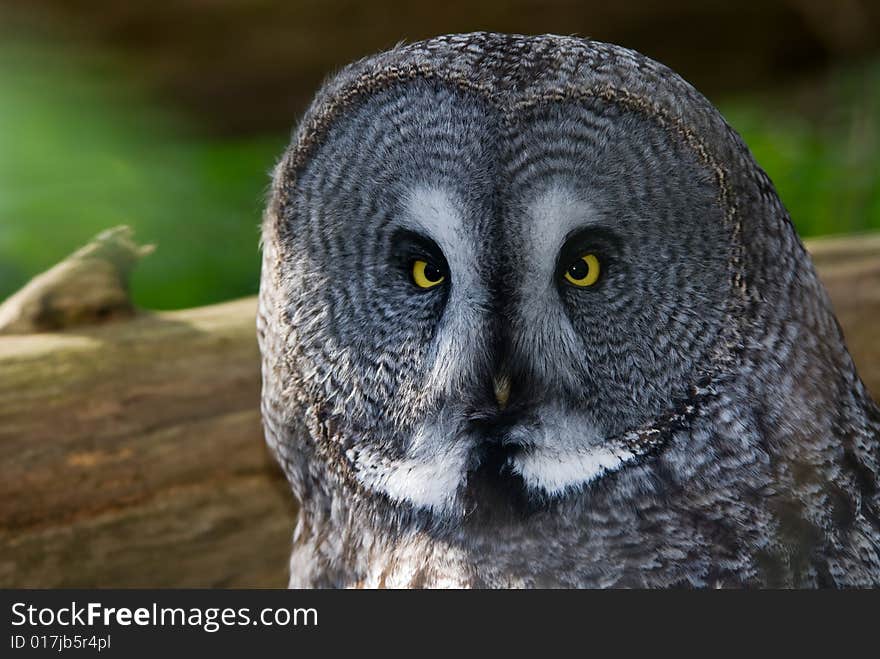 Close-up of a Great Grey Owl or Lapland Owl  (Strix nebulosa)