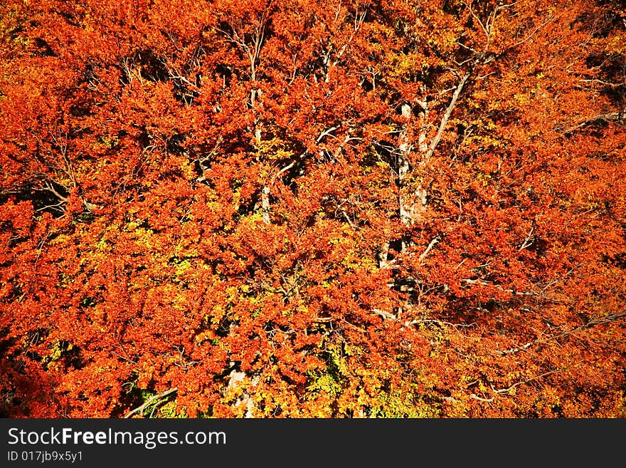 An background of yellow leaves. Autumn theme