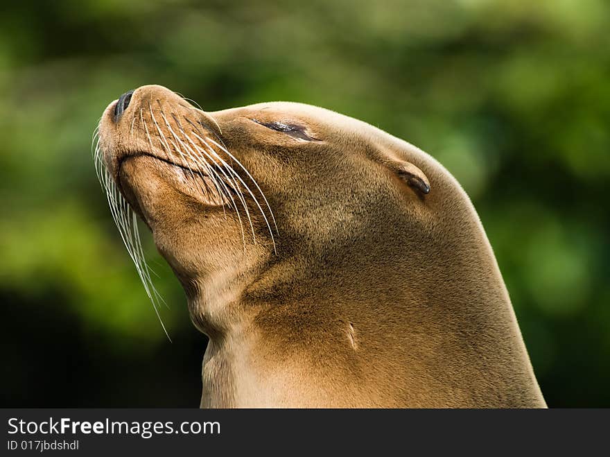 Close-up of a cute sleeping sea lion