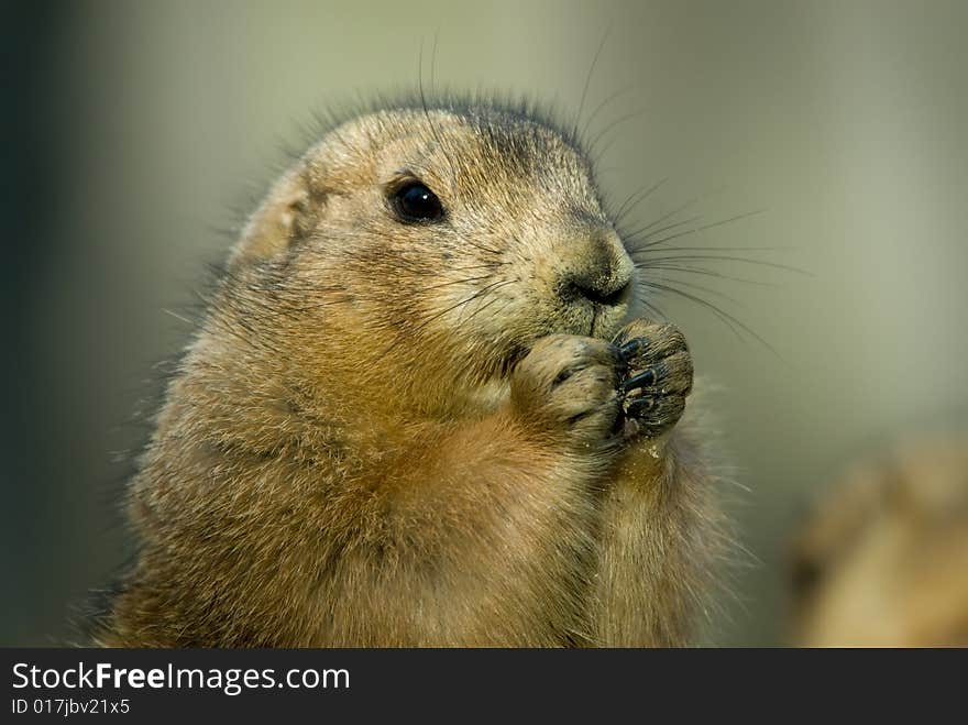 Close-up of a cute prairie dog