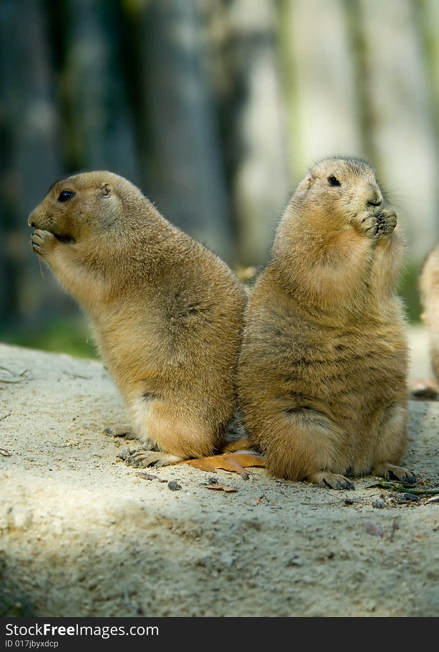 Close-up of cute prairie dogs