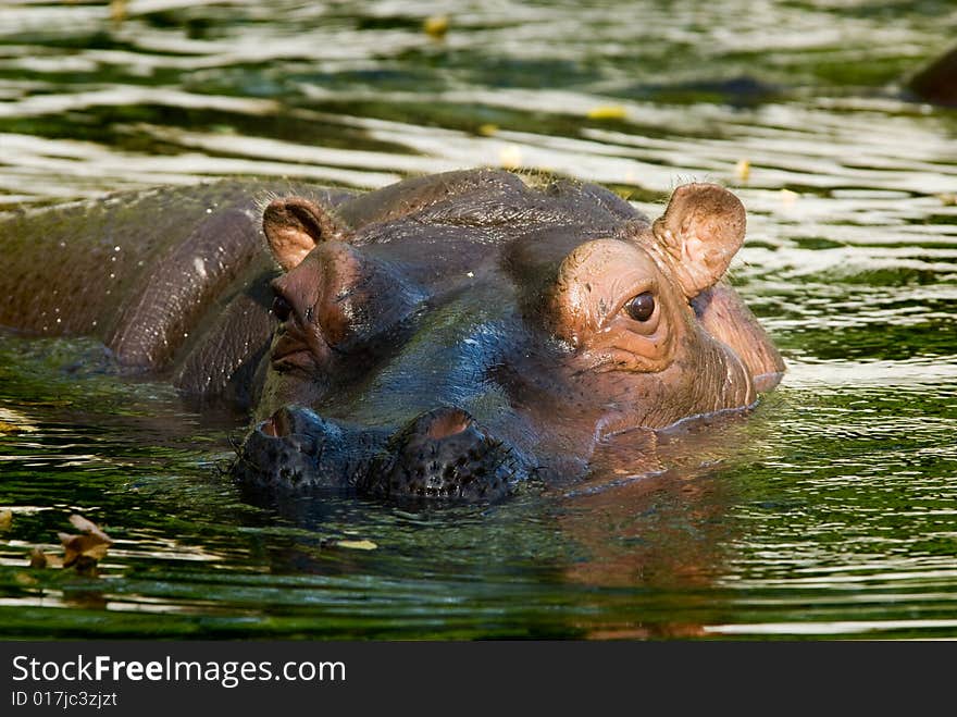 Hippo with head above water