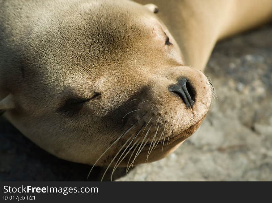 Close-up of a cute sleeping sea lion