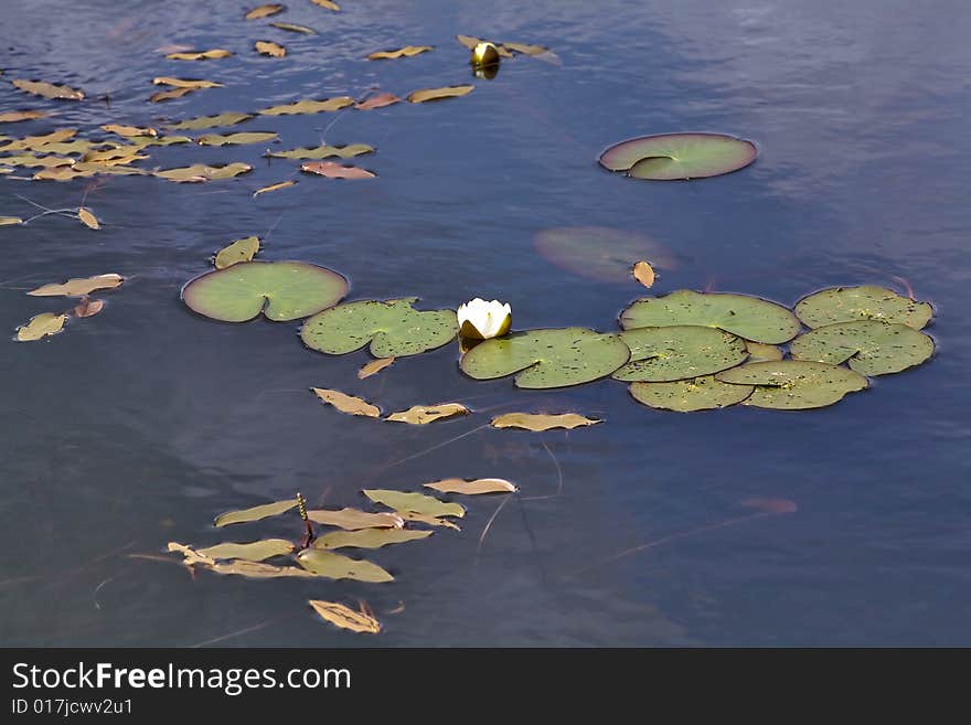 White lilies with green leaves in pond