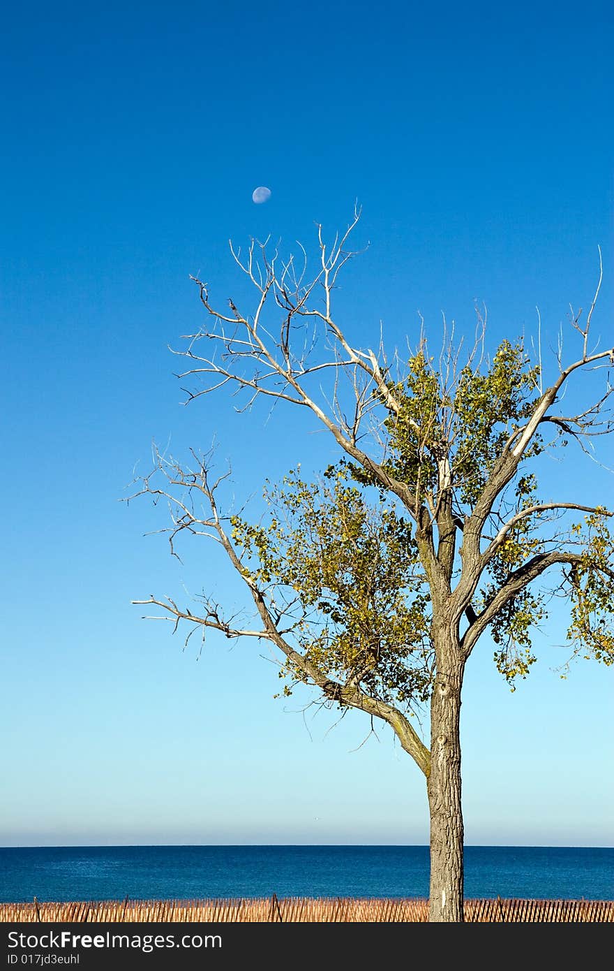 A lone tree and daytime moon with a deep blue sky reflecting in Lake Michigan on an autumn day