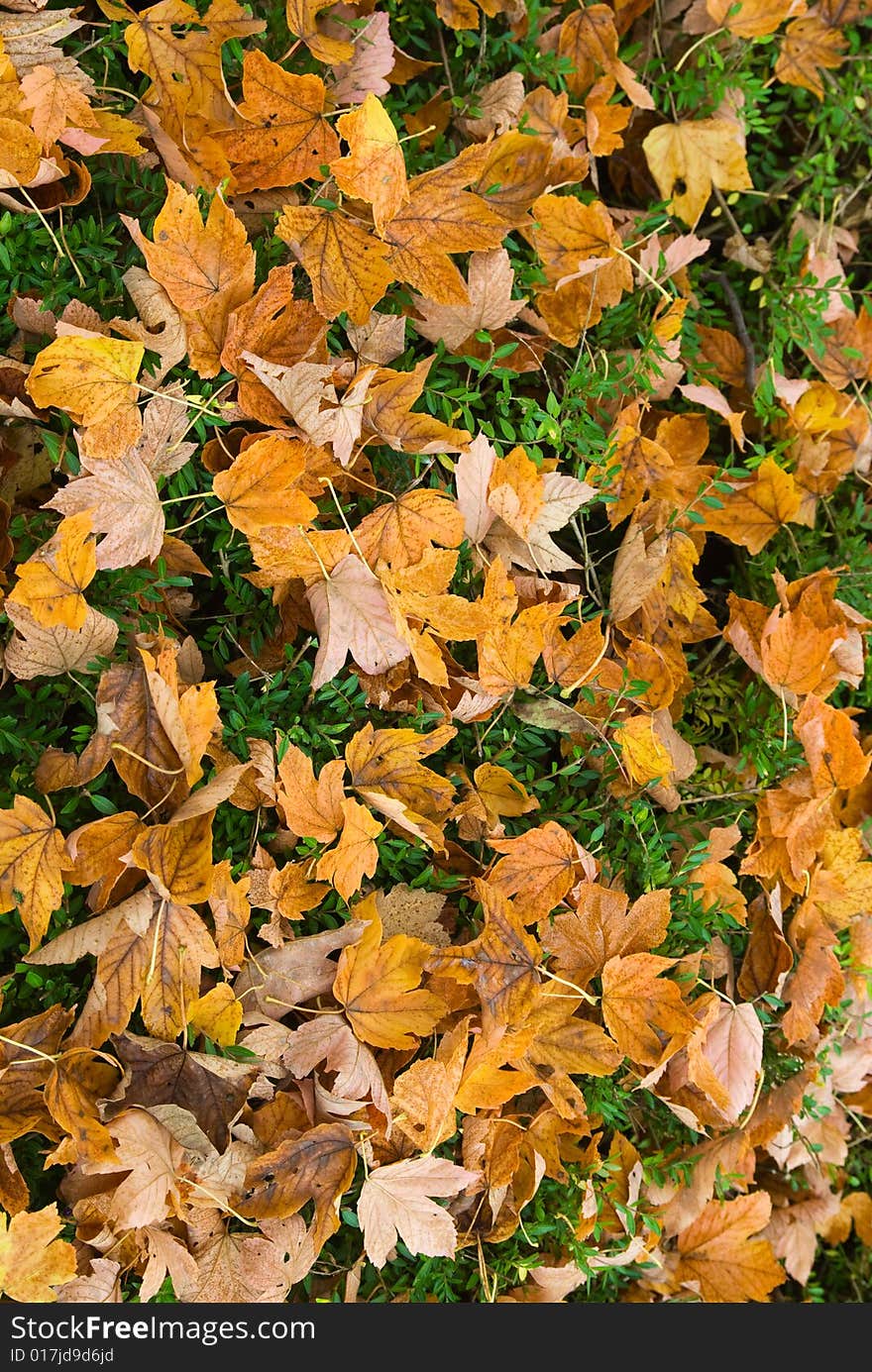 Close-up of autumn leafs for backgrounds