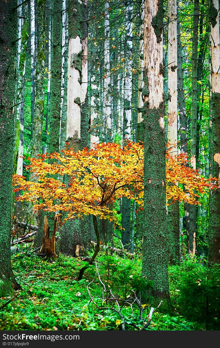 An image of a yellow tree in forest