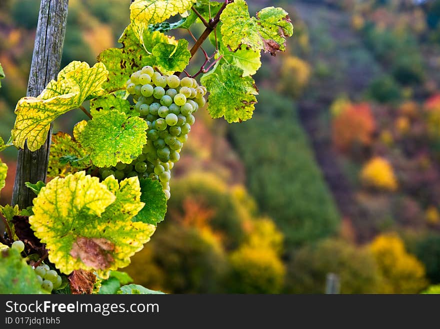 Close up of a bunch of grapes in autumn