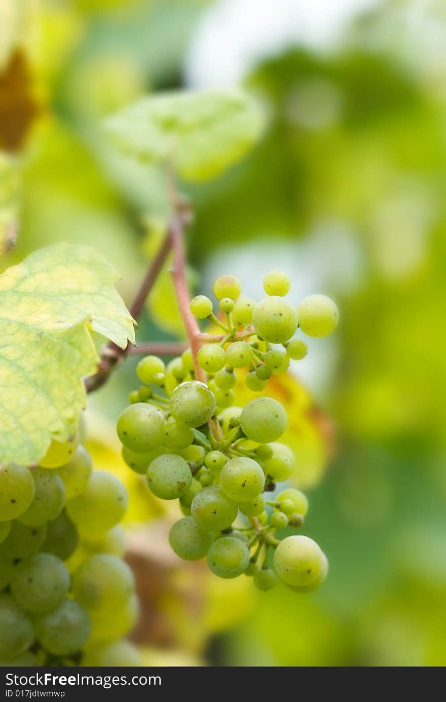 Close up of a bunch of grapes in autumn