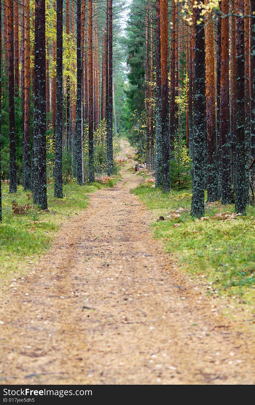 Country road in pine wood. Country road in pine wood.