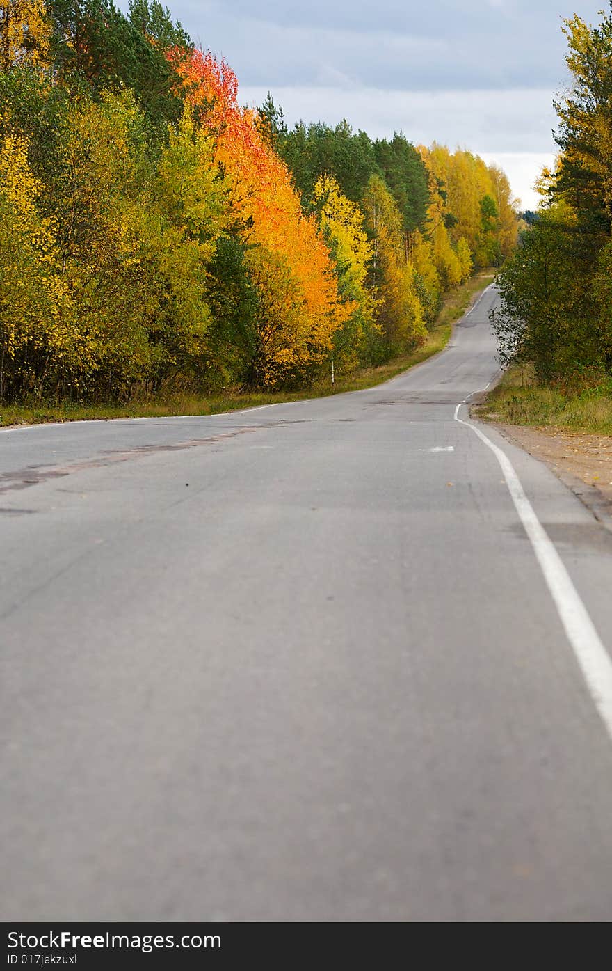 Autumn road in fall forest