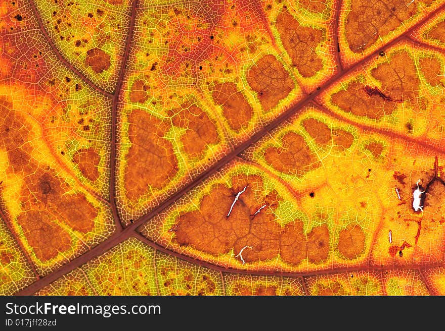 Closeup on the structure of autumn leaf