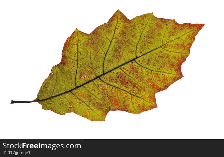 Autumn leaf