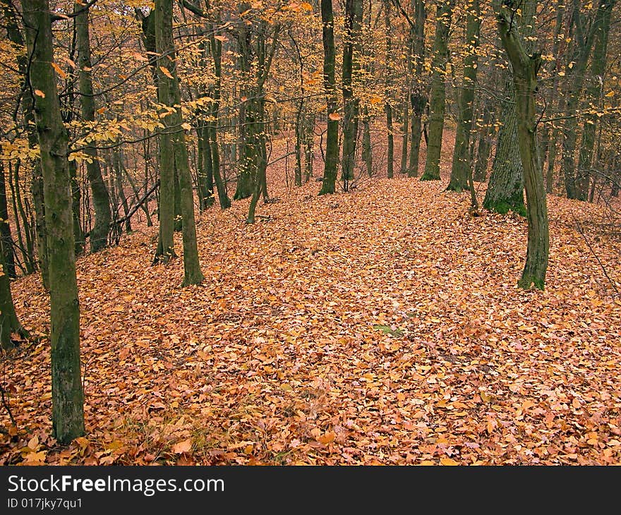 Autumn In The Forest.