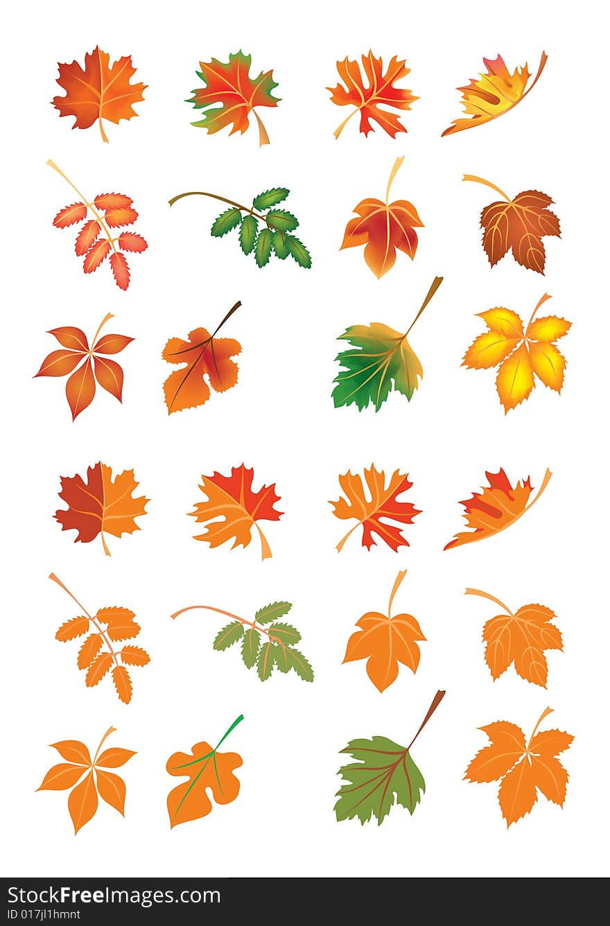 Vector set of autumn leaves for design. Vector set of autumn leaves for design