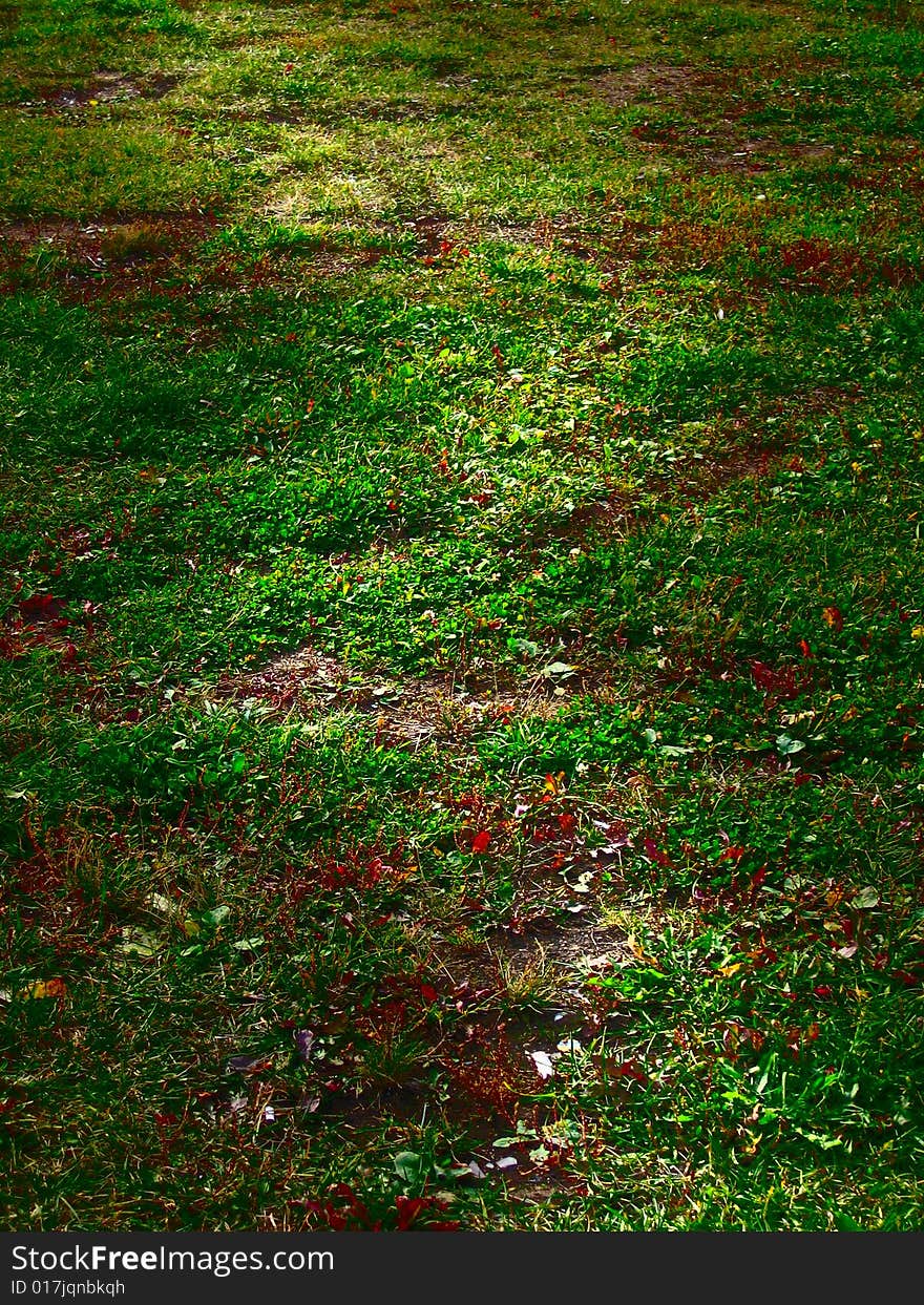 Colorful grass background with ray of light in the park. Colorful grass background with ray of light in the park