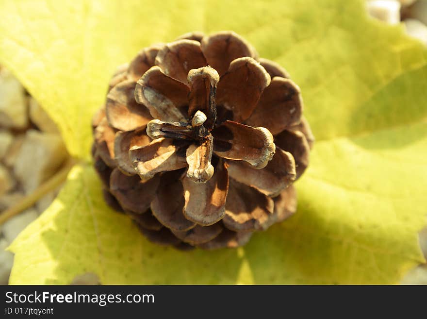 Leaf With Pine Cone