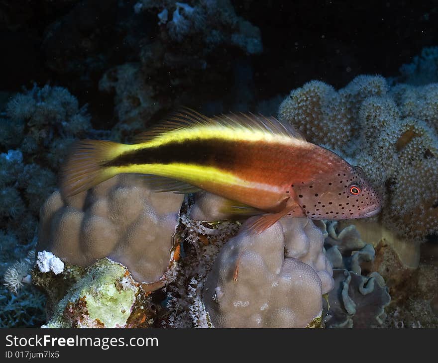 Blackside Hawkfish