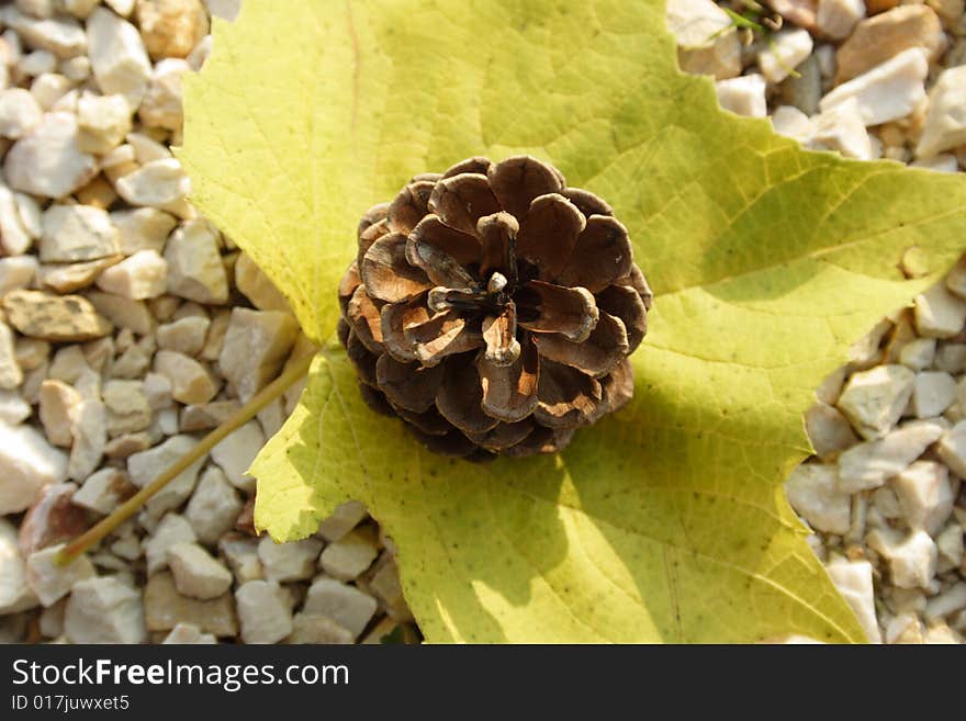 Yellow leaf with pine cone