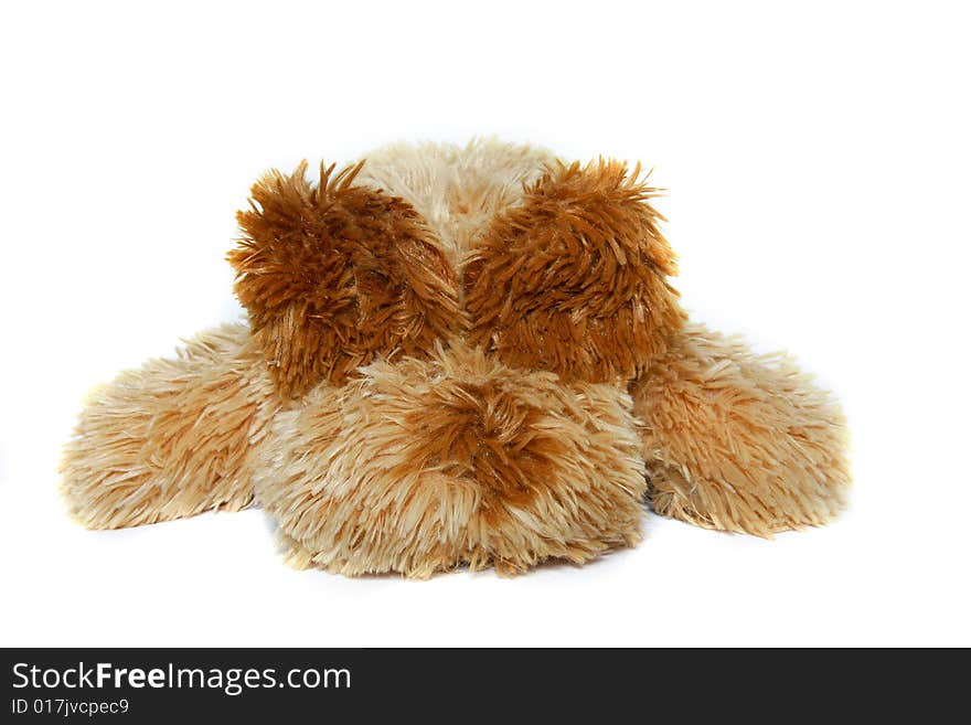 Toy-dog with eyes closed with its ears over white