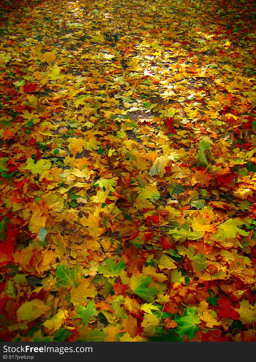 Bed of colorful fall leaves. Bed of colorful fall leaves