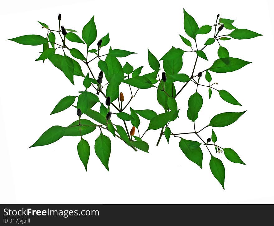 Green peppers leaves and fruit isolated over white. Green peppers leaves and fruit isolated over white