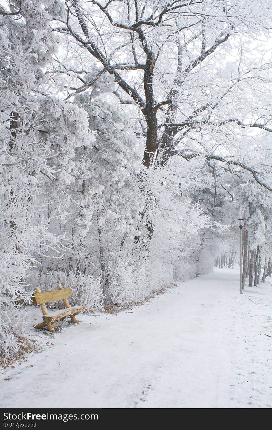Park alley and bench in winter. Park alley and bench in winter