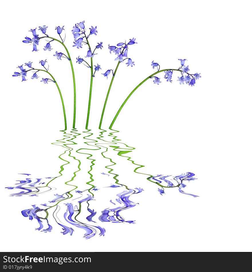 Bluebell Flowers