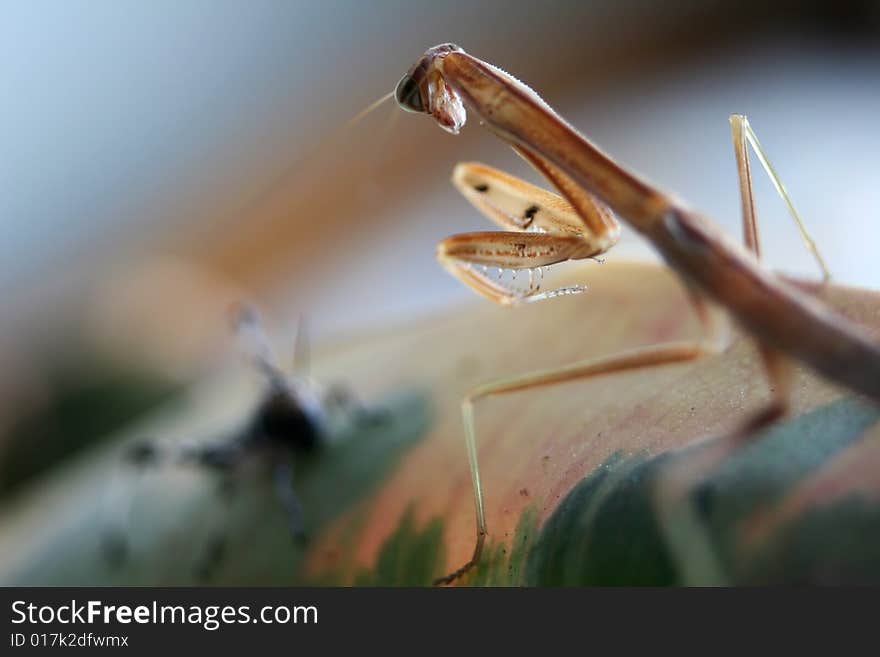 A Chinese Mantis (Tenodera aridifolia sinensis)