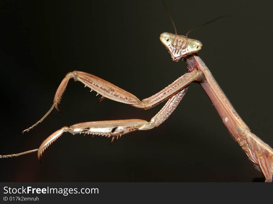 A Chinese Mantis (Tenodera aridifolia sinensis) with it's arms outstretched into the left of the frame. A Chinese Mantis (Tenodera aridifolia sinensis) with it's arms outstretched into the left of the frame