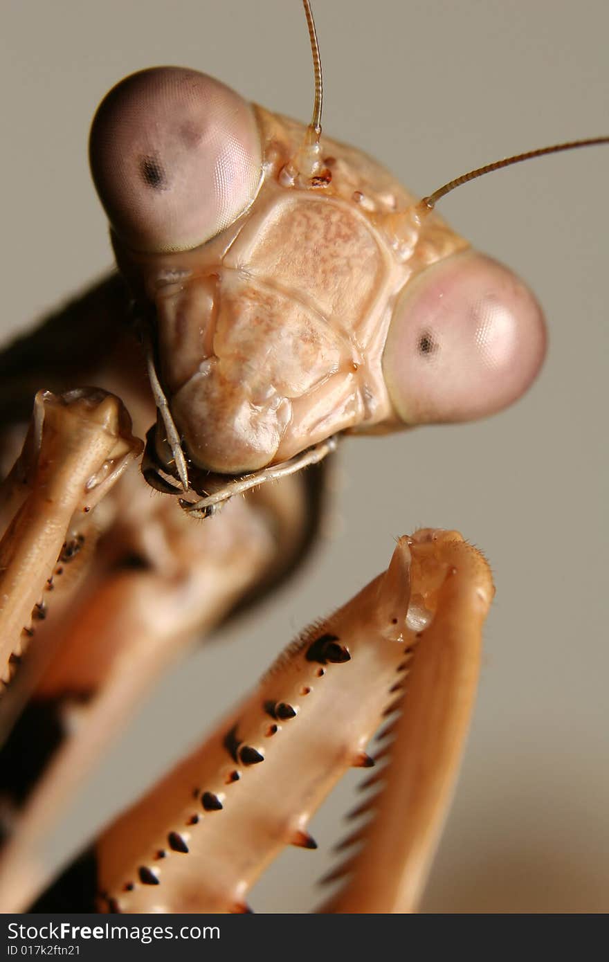 A very close-up image of a Picta Mantis head and forearms