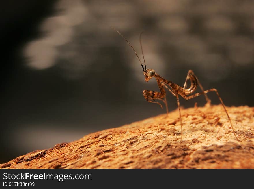 A 4mm high Miomantis nymph on a textured wooden surface