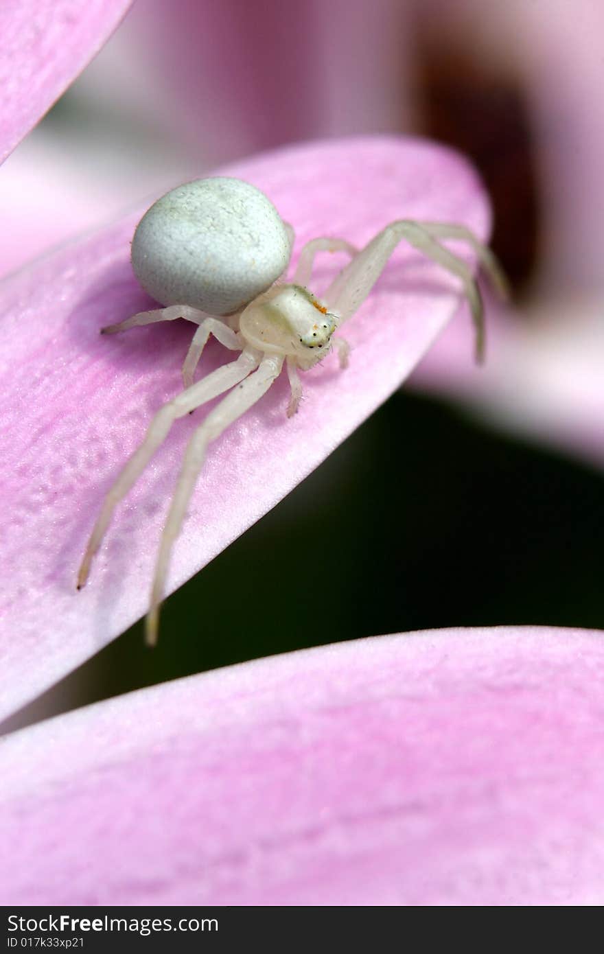 White Crab Spider