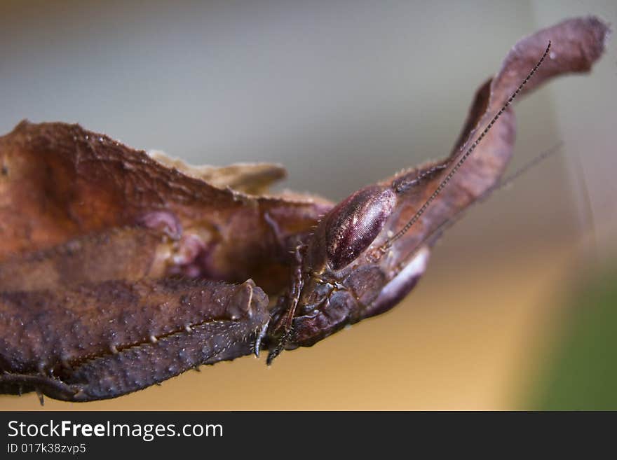 Ghost Mantis (Phyllocrania Paradoxa)