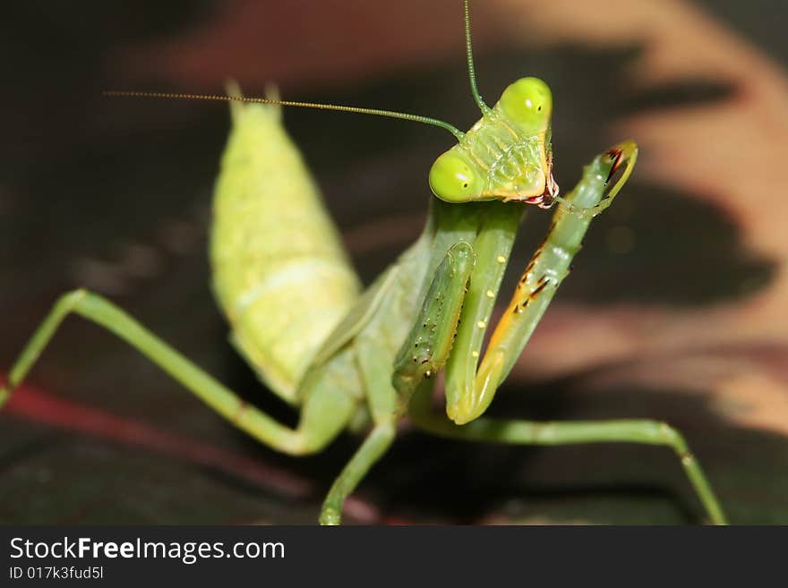 An African Mantis (Sphodromantis lineola) cleaning itself. An African Mantis (Sphodromantis lineola) cleaning itself