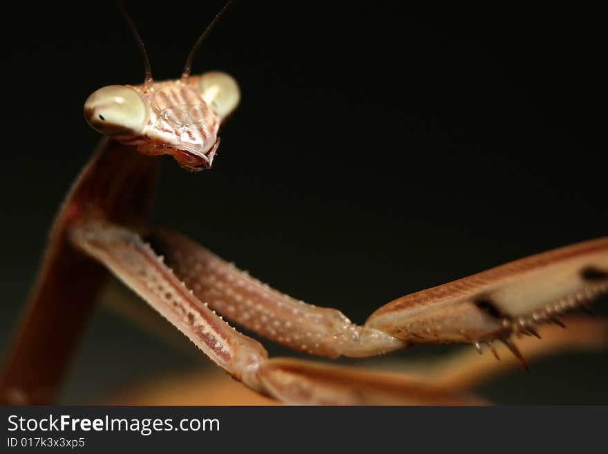 A Chinese Mantis (Tenodera aridifolia sinensis) with it's arms outstretched into the right of the frame