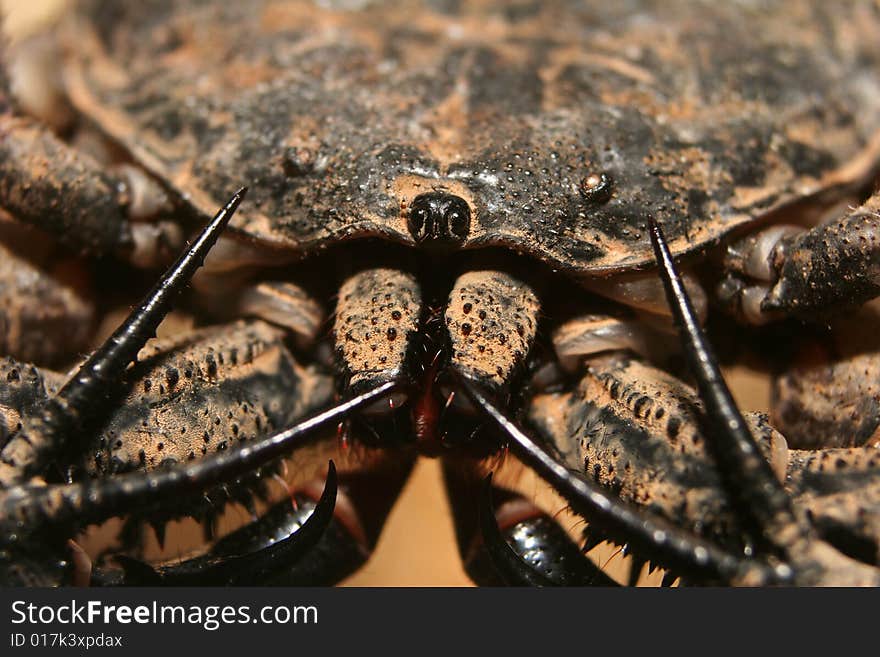 An extreme close-up image of a tailless whip scorpion. An extreme close-up image of a tailless whip scorpion